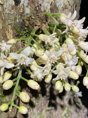 Dysoxylum parasiticum