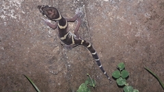 Coleonyx mitratus