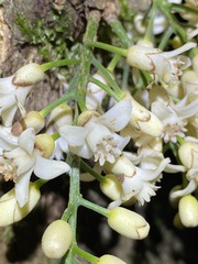 Dysoxylum parasiticum