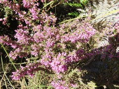 Erica nudiflora