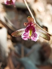 Bletia greenwoodiana