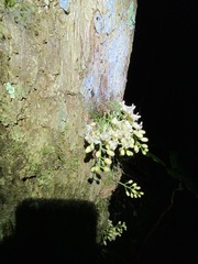 Dysoxylum parasiticum