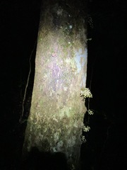 Dysoxylum parasiticum