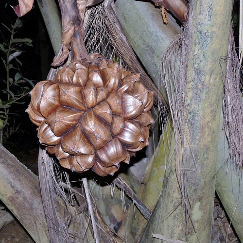 Nypa fruticans iNat (3)