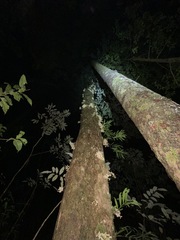 Dysoxylum parasiticum