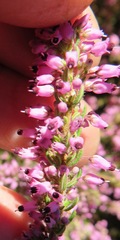Erica nudiflora