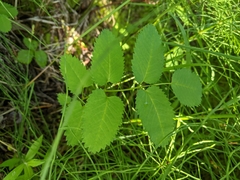 Sanguisorba stipulata