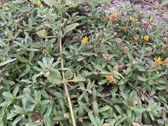 Pectis multiflosculosa