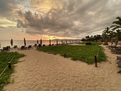 Pectis multiflosculosa