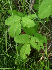 Sanguisorba stipulata