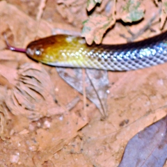 Grey-Naped Snake photo 3