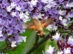 Macroglossum trochilus