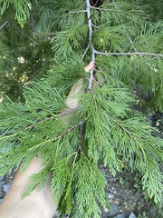 Calocedrus