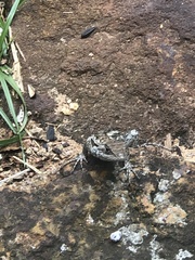 Sceloporus olivaceus