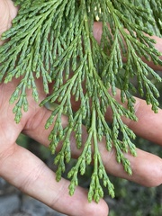 Calocedrus