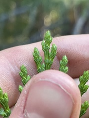 Calocedrus