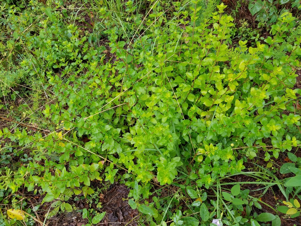 Clinopodium carolinianum; photograph Leila Dasher, CC BY, iNaturalist via GBIF