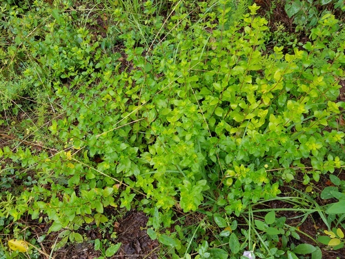 Clinopodium carolinianum
