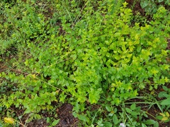 Clinopodium carolinianum