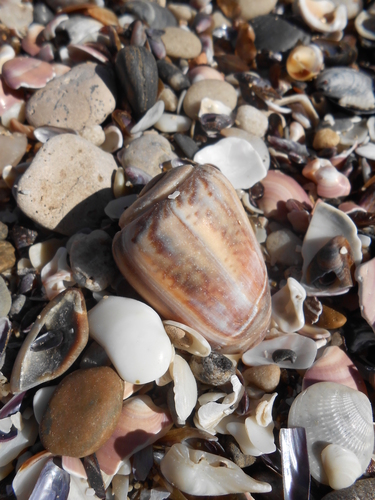 Olivancillaria urceus
