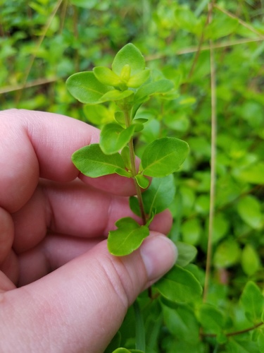 Clinopodium carolinianum, photograph 1