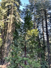 Calocedrus