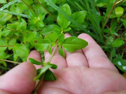 Clinopodium carolinianum, photograph 2