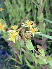 Hypericum ellipticum