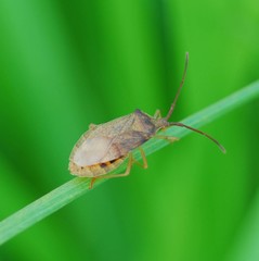 Homoeocerus dilatatus