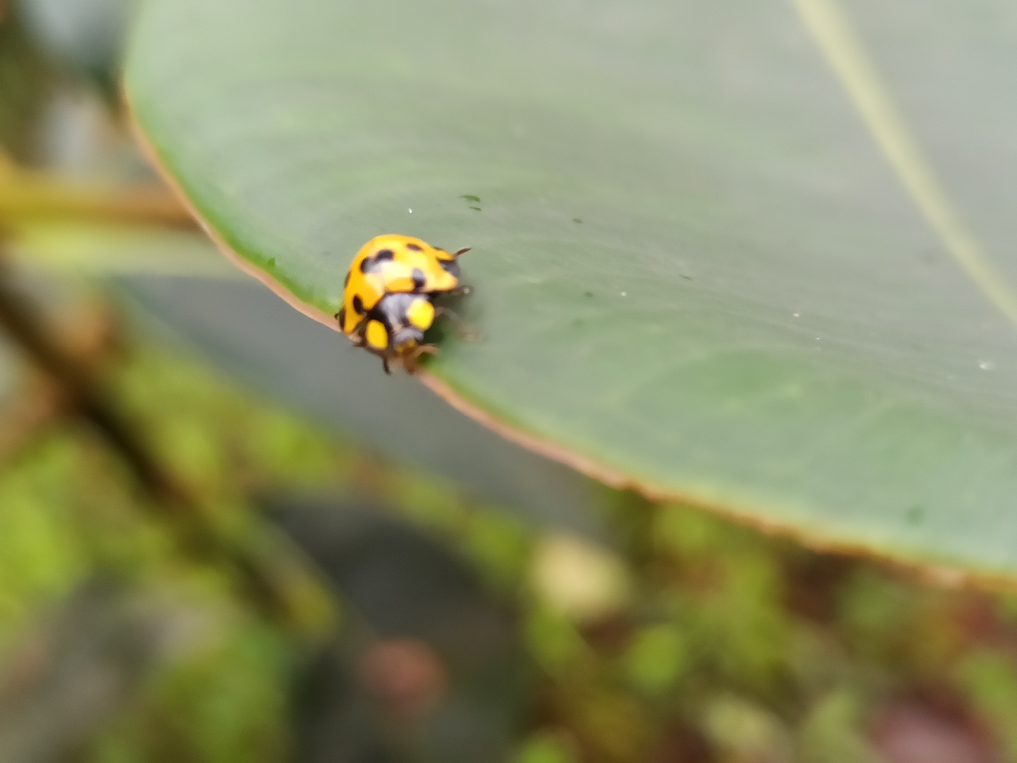 Anomologinae image
