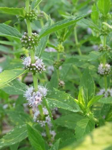 Mentha canadensis