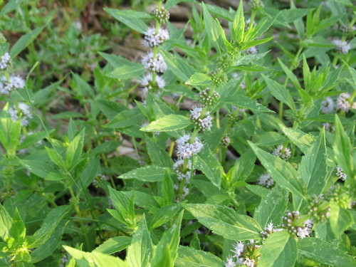 Mentha canadensis