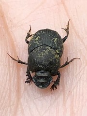 Onthophagus hecate