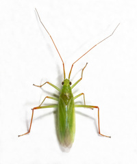Teratocoris paludum