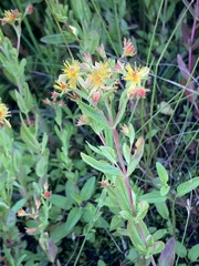 Hypericum ellipticum