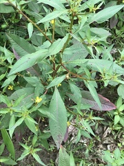 Ludwigia erecta