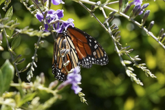 Danaus plexippus