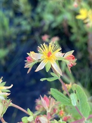Hypericum ellipticum