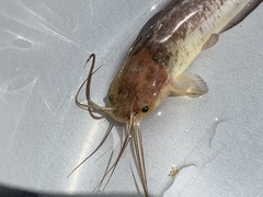 Clarias fuscus