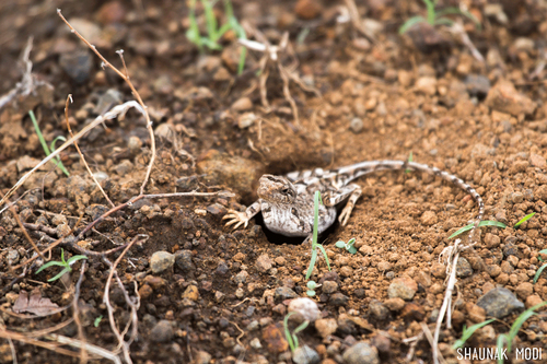 Sitana laticeps