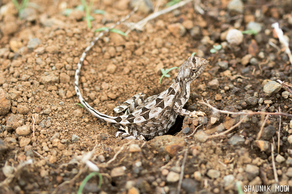 Broad-headed Fan-throated Lizard