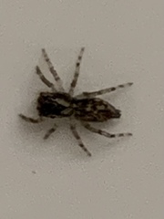 Salticinae