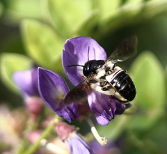 Megachile disjunctiformis