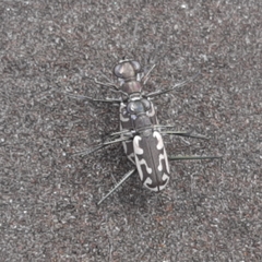 Opilidia macrocnema