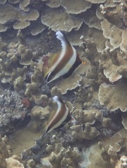 Heniochus chrysostomus