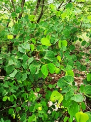 Bauhinia lunarioides