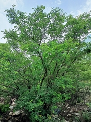 Bauhinia lunarioides