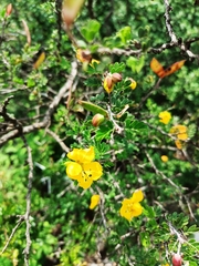 Chamaecrista greggii