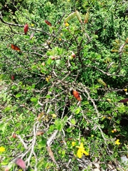 Chamaecrista greggii