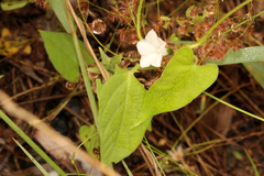 Ipomoea plebeia